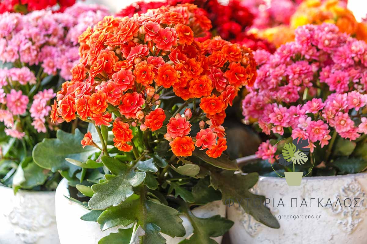 Καλαγχόη (Kalanchoe sp) – Παχύφυτο Διακοσμητικό Φυτό - 5 lt